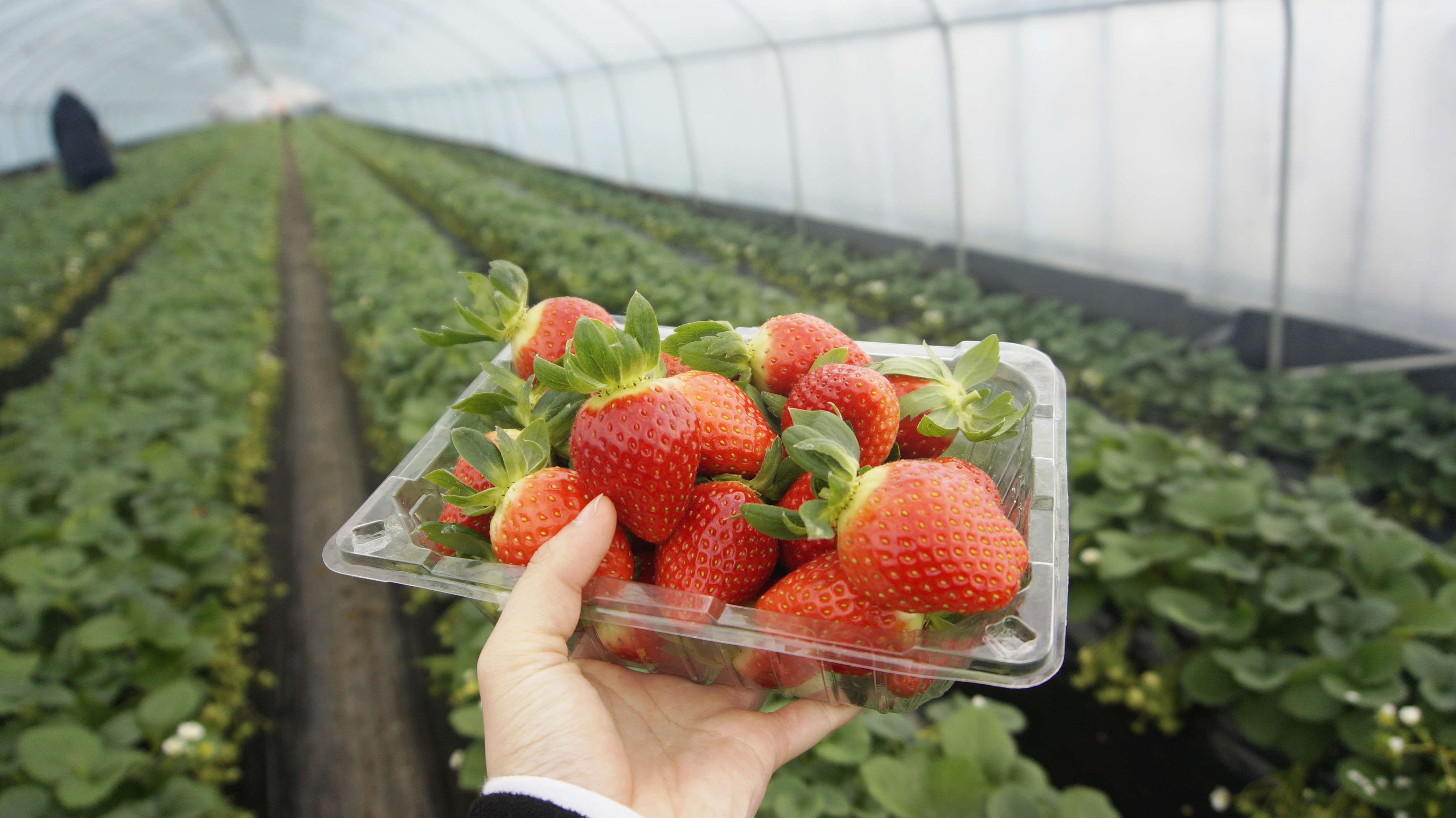 Discover The Sweetest Strawberries: Your Guide To The Best Strawberry Picking In Your Area